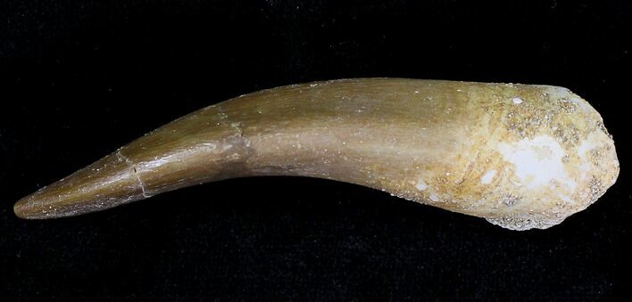 Large Fossil Plesiosaur Tooth - Morocco #20908